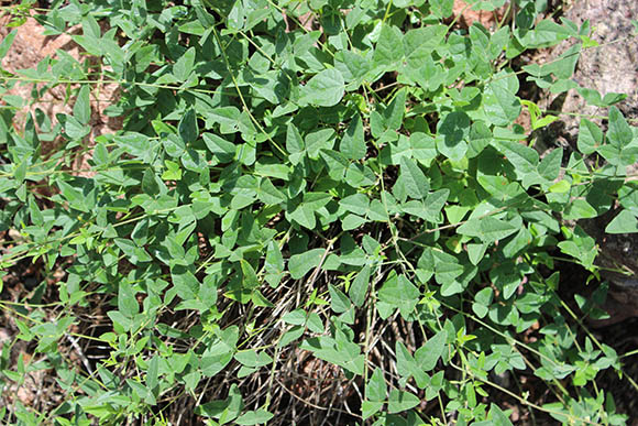  Rhynchosia texana