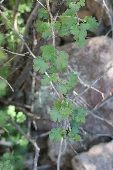  Ribes quercetorum