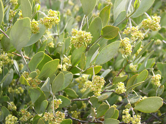  Simmondsia chinensis