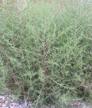  Salsola tragus 