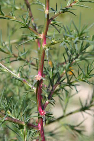  Salsola tragus 