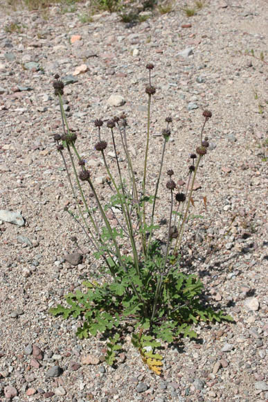  Salvia columbariae