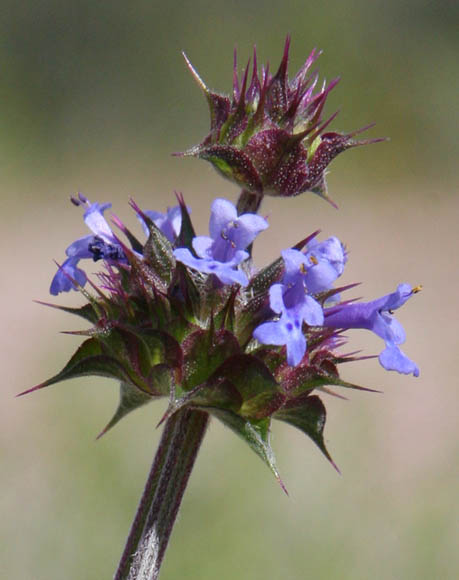  Salvia columbariae