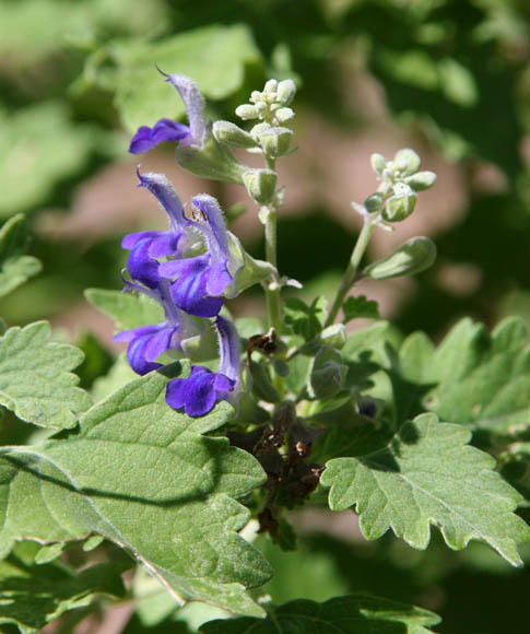  Salvia pinguifolia