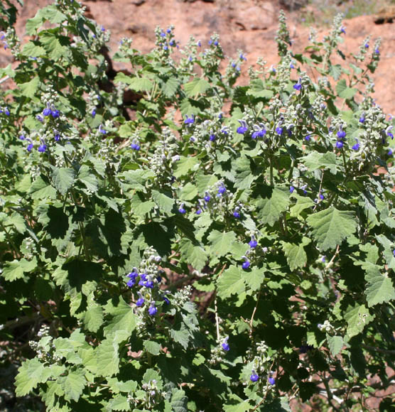  Salvia pinguifolia