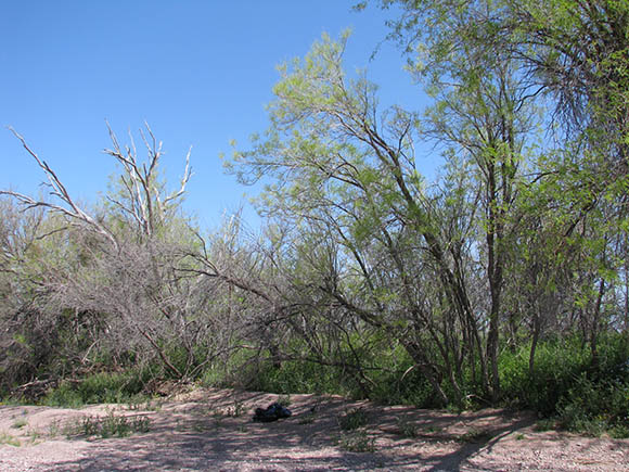  Sapindus drummondii