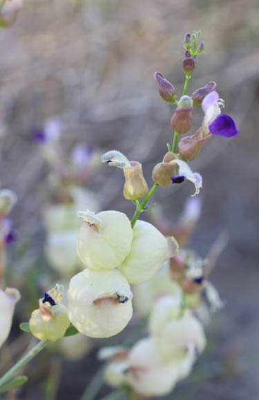  Scutellaria mexicana