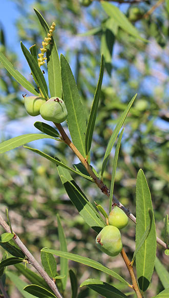  Pleradenophora bilocularis (S.Watson) Esser & A.L.Melo