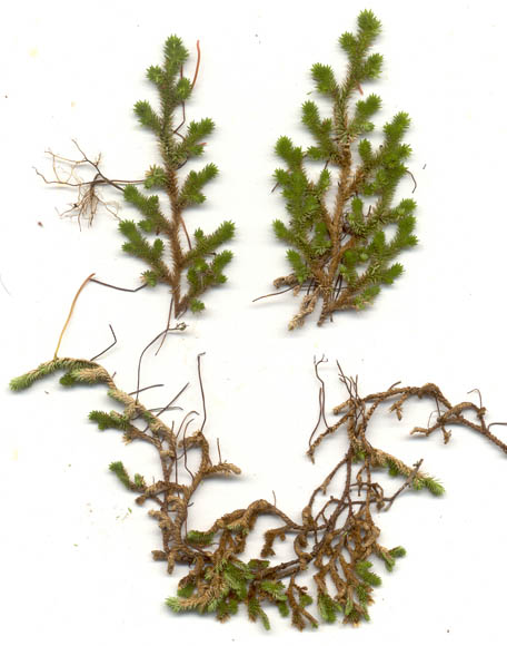  Selaginella arizonica