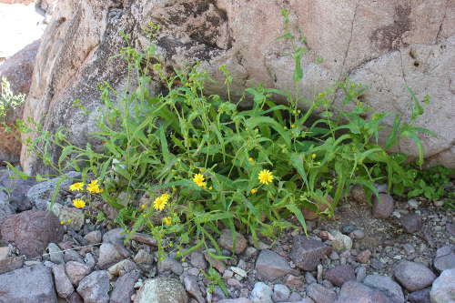  Senecio lemmonii