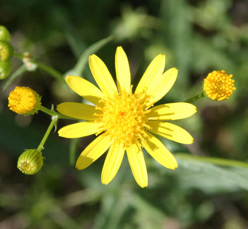  Senecio lemmonii