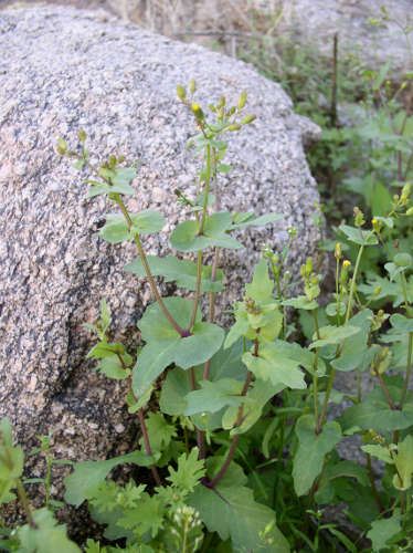  Senecio mohavensis