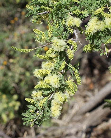  Senegalia greggii (A.Gray) Britton & Rose