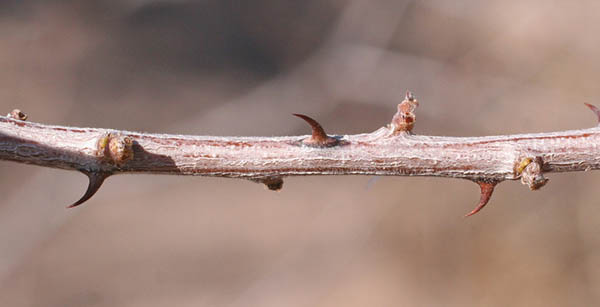  Senegalia greggii (A.Gray) Britton & Rose