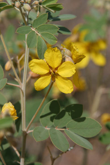  Senna covesii