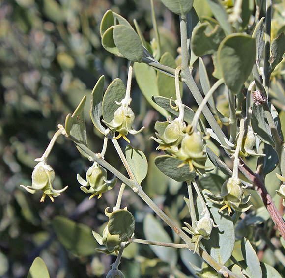  Simmondsia chinensis