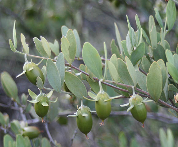  Simmondsia chinensis