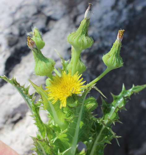  Sonchus asper ssp. asper