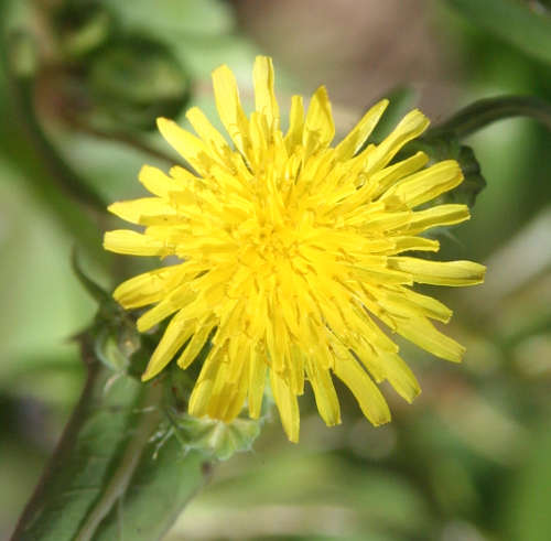  Sonchus oleraceus