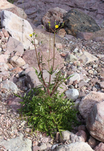  Sonchus oleraceus