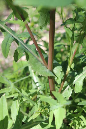  Sonchus oleraceus