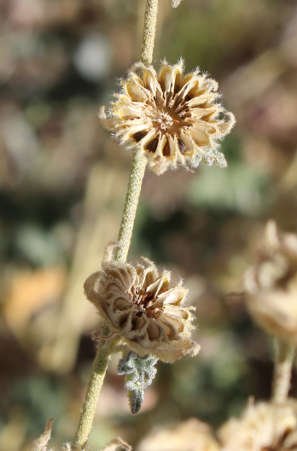  Sphaeralcea ambigua ssp. ambigua