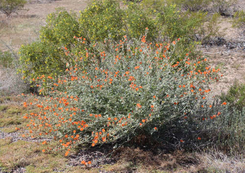  Sphaeralcea ambigua ssp. ambigua