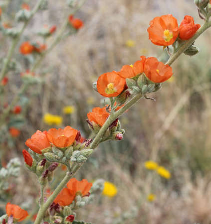  Sphaeralcea ambigua ssp. ambigua