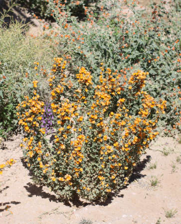  Sphaeralcea coulteri