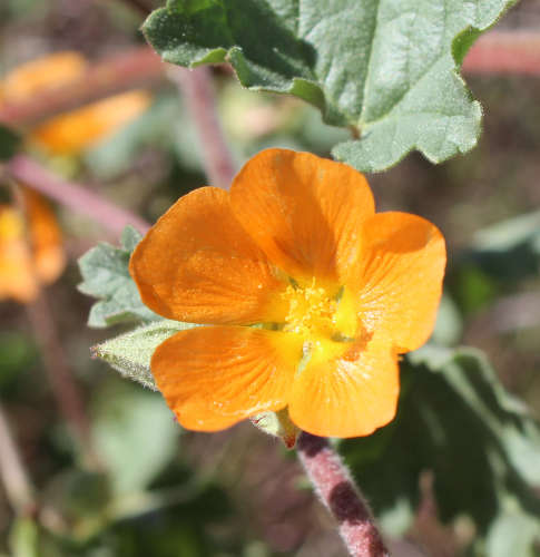  Sphaeralcea coulteri