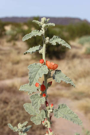  Sphaeralcea emoryi