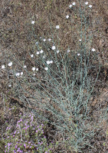  Stephanomeria exigua ssp. Exigua