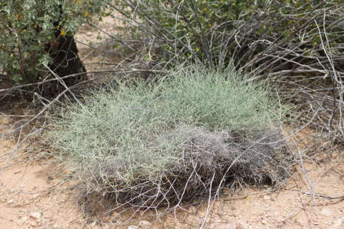  Stephanomeria pauciflora