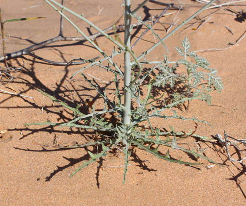  Stephanomeria schottii