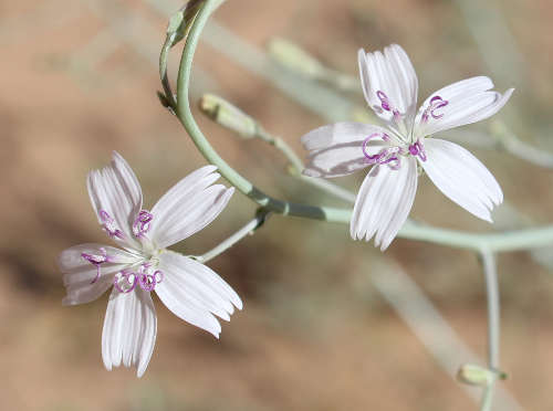  Stephanomeria schottii