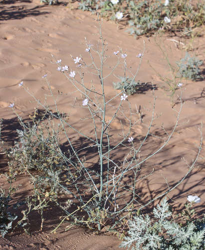  Stephanomeria schottii