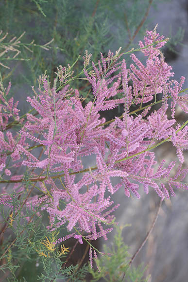  Tamarix chinensis