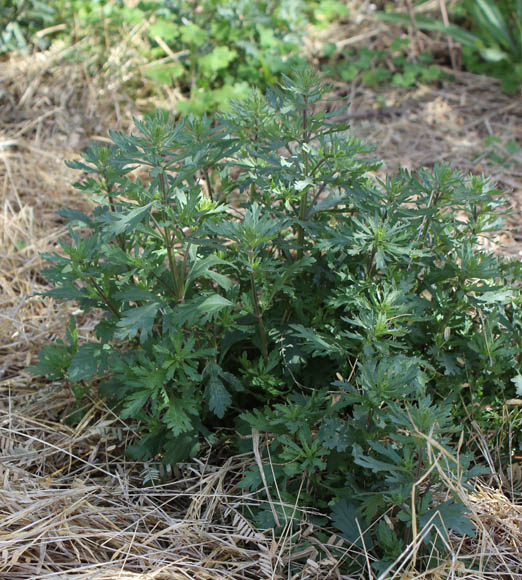  Teucrium cubense subsp. depressum