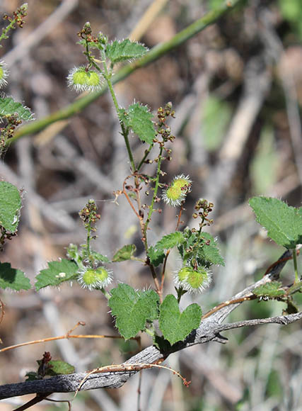  Tragia nepetifolia