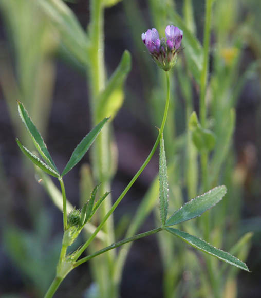  Trifolium wormskioldii