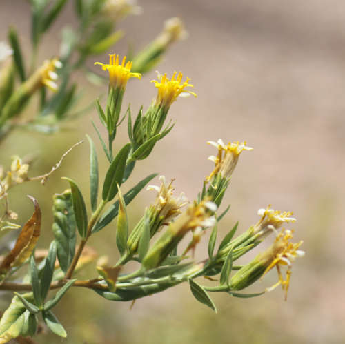  Trixis californica v.californica