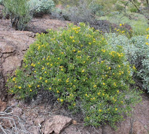  Trixis californica v.californica