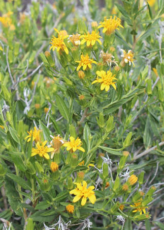  Trixis californica v.californica