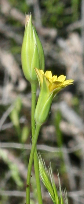  Uropappus lindleyi 