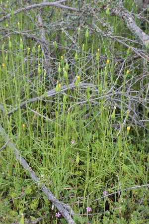  Uropappus lindleyi 