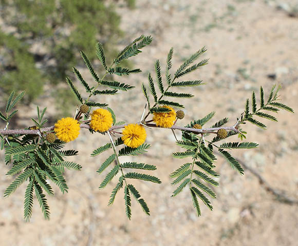  Vachellia farnesiana (Linnaeus) Wight & Arnott