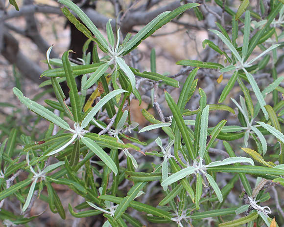  Vauquelinia californica ssp.sonorensis