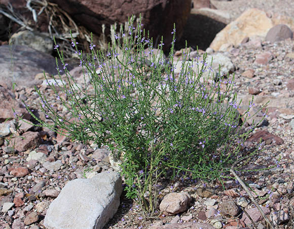  Verbena xylopoda