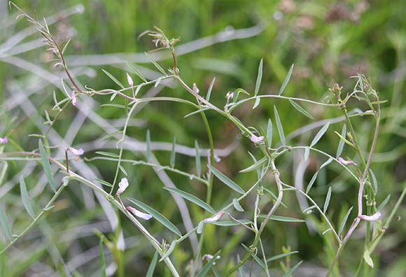  Vicia ludoviciana