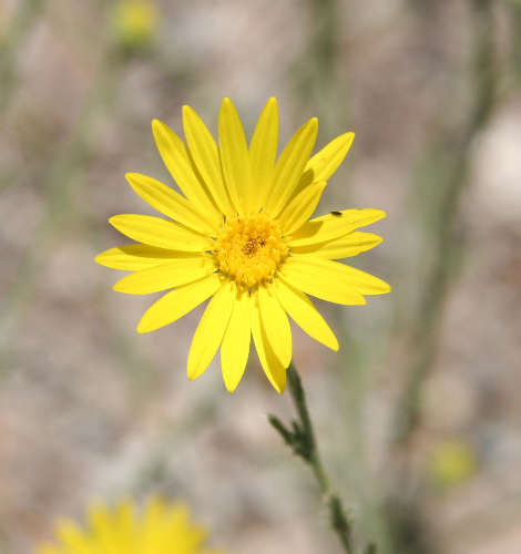  Xanthisma spinulosum v.gooddingii